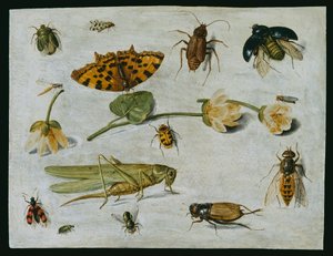 Insects